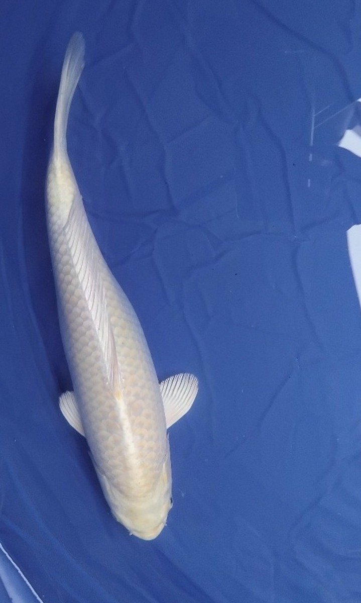 Koi picture
