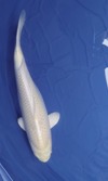 Koi