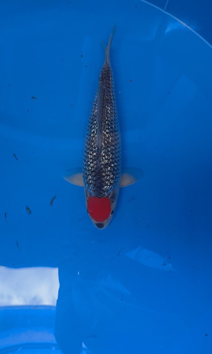 Koi picture