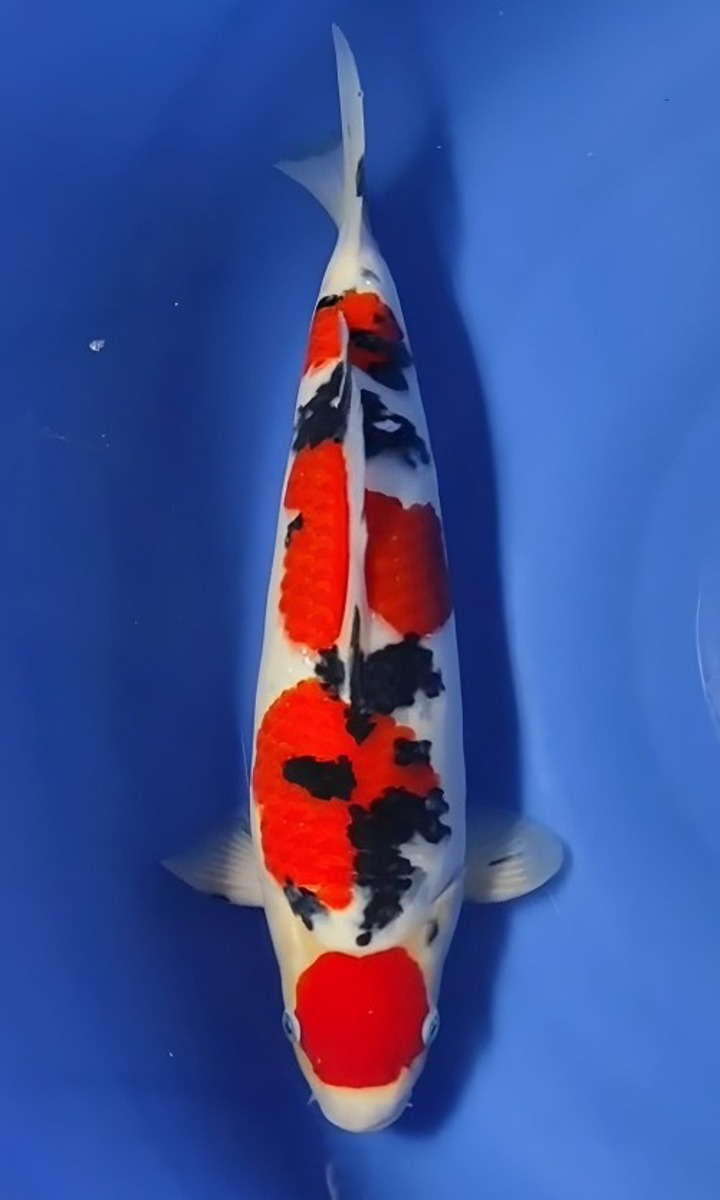 Koi picture