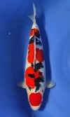 Koi