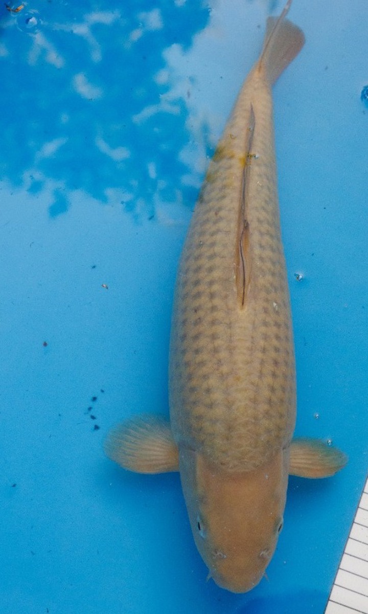 Koi picture