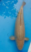 Koi