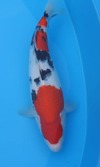 Koi
