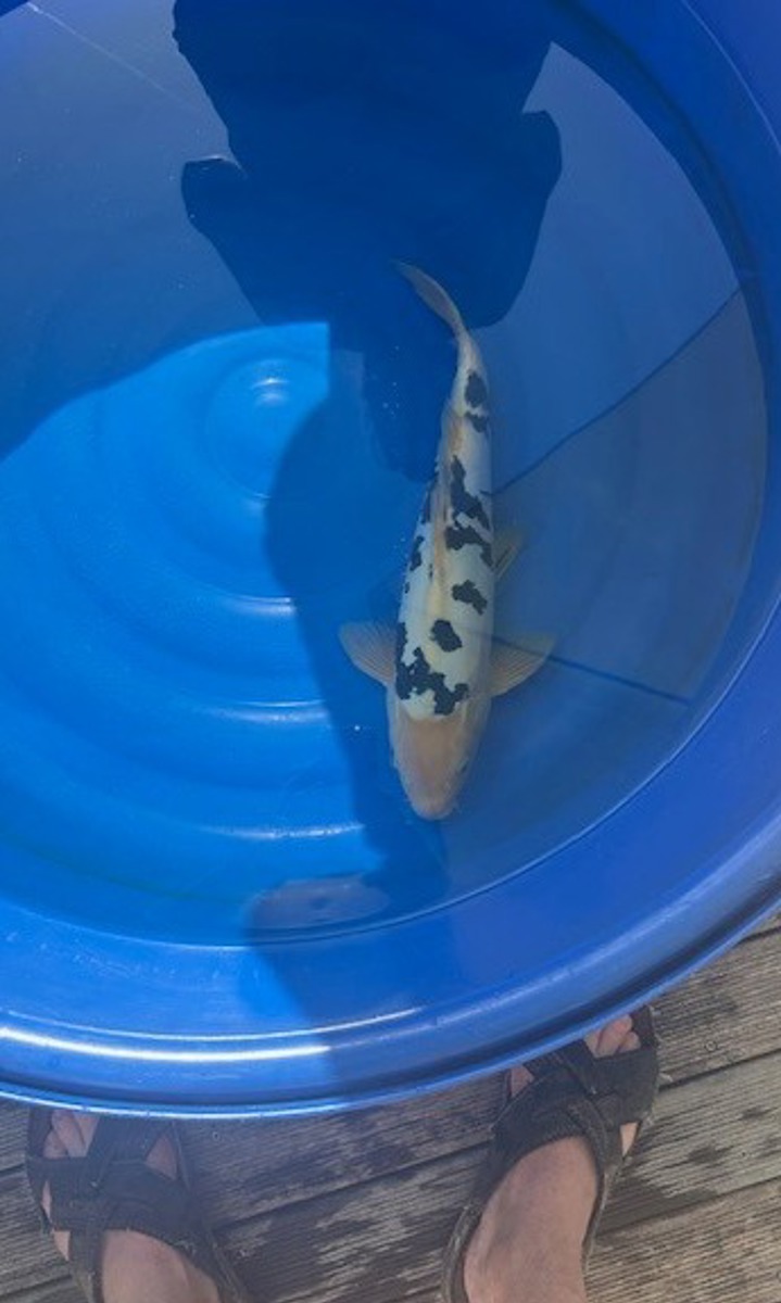 Koi picture