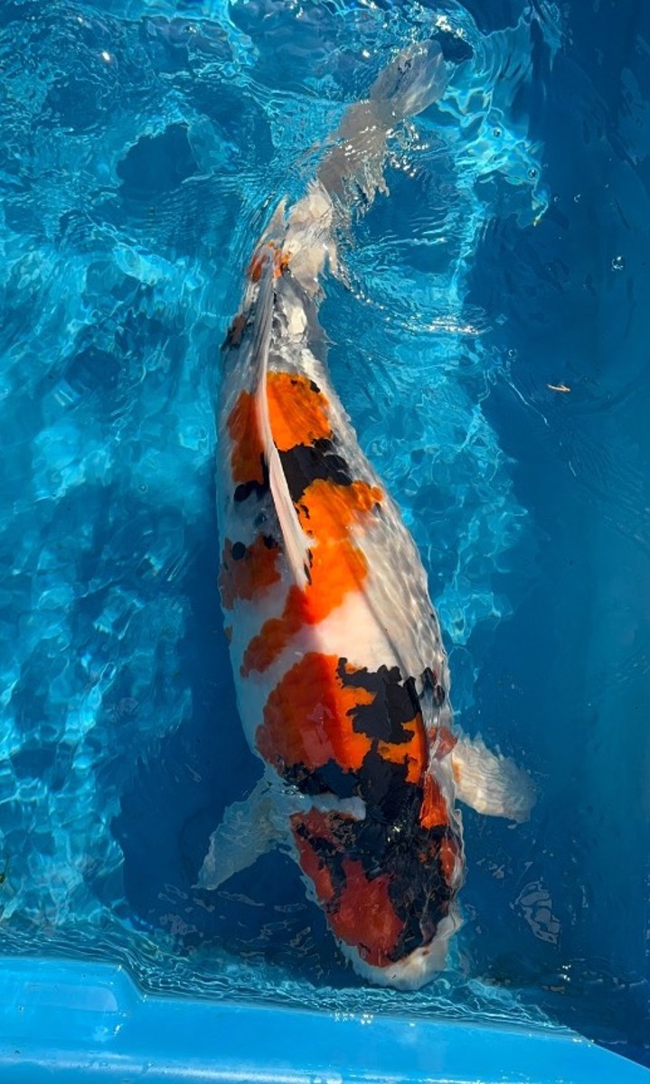 Koi picture