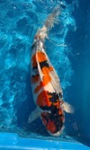 Koi