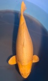 Koi