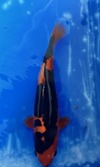 Koi