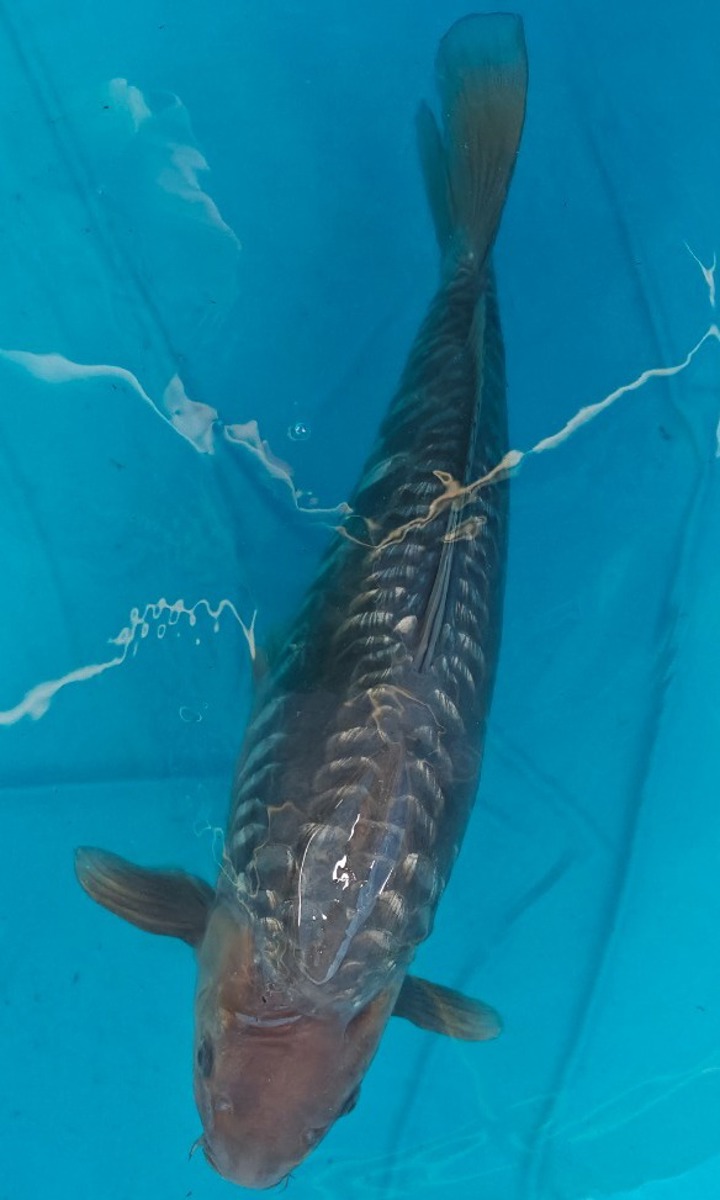 Koi picture