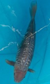 Koi