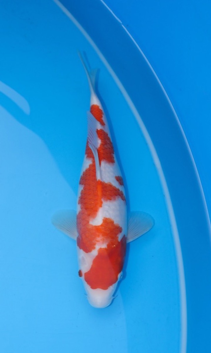 Koi picture