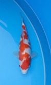Koi