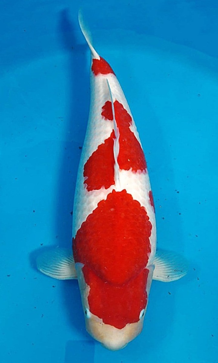Koi picture