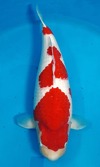 Koi
