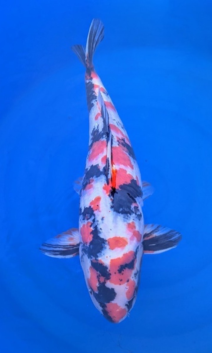 Koi picture