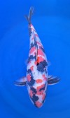 Koi