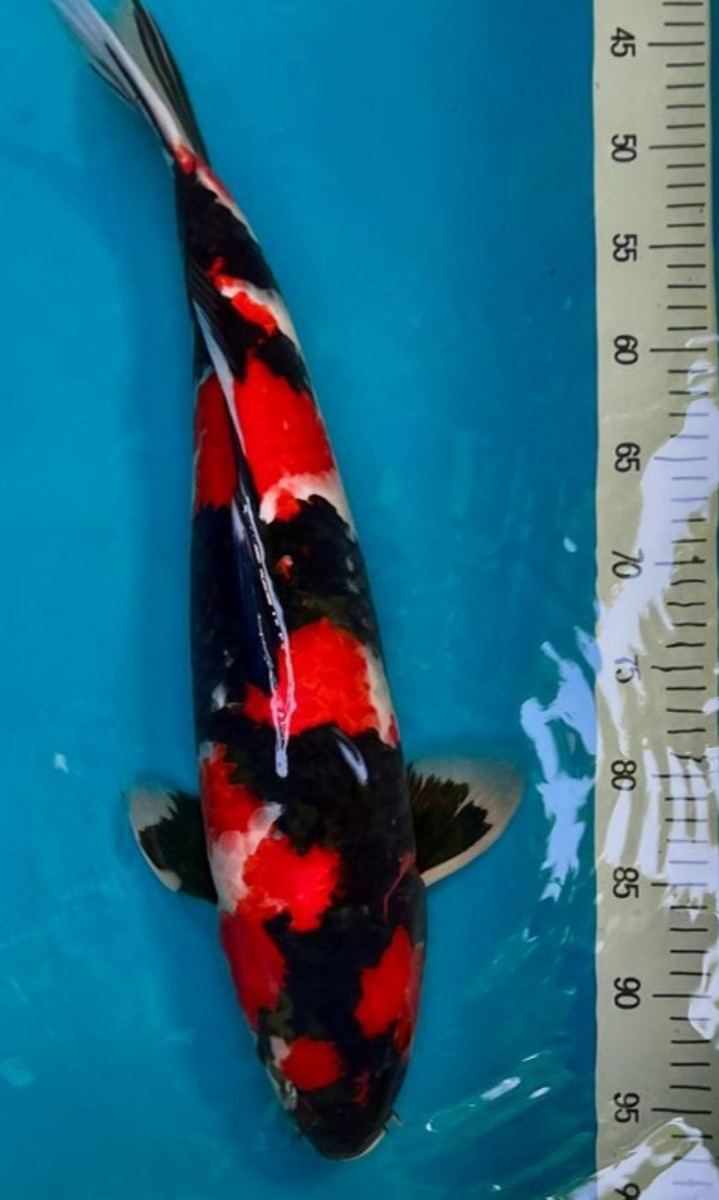 Koi picture