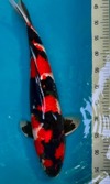 Koi
