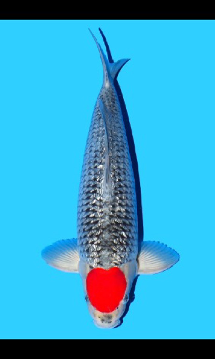 Koi picture