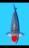 Koi