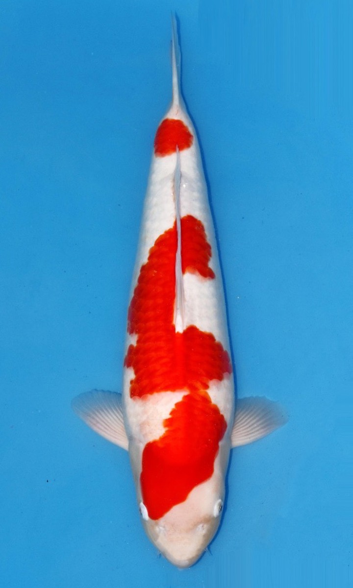 Koi picture