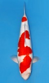 Koi