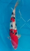 Koi