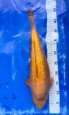 Koi