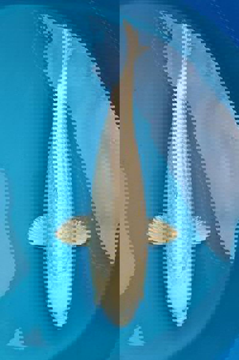 Koi picture