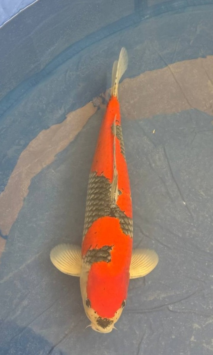 Koi picture