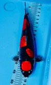 Koi