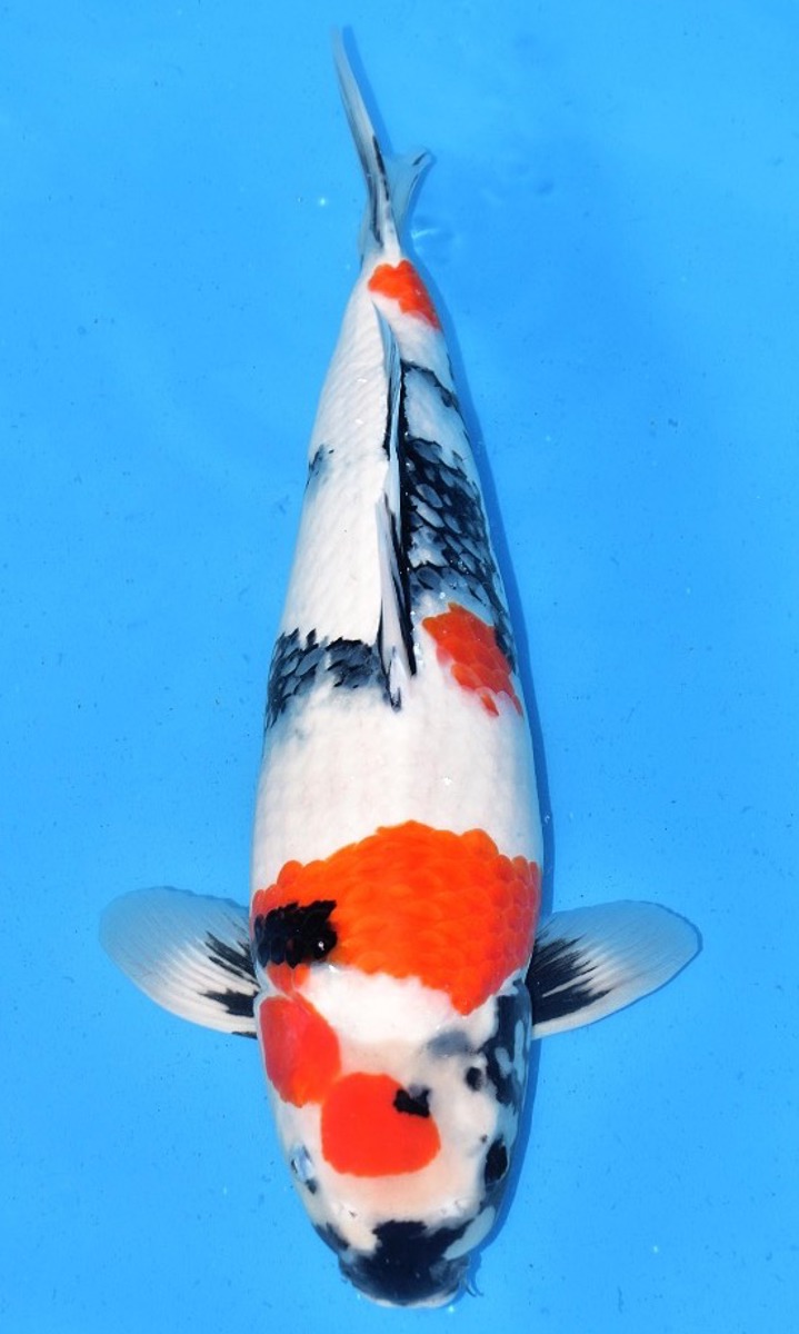 Koi picture
