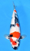 Koi