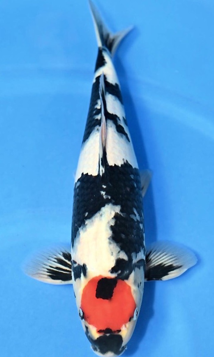 Koi picture