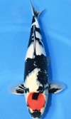 Koi