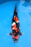 Koi