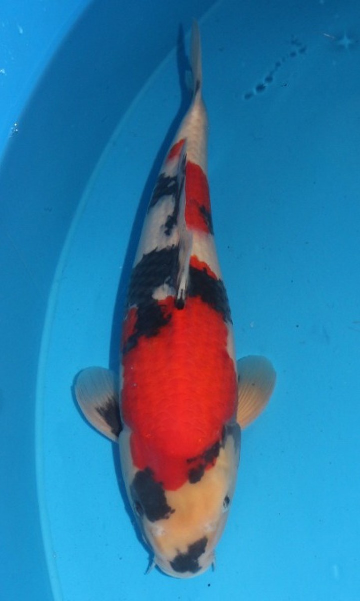 Koi picture