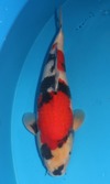 Koi