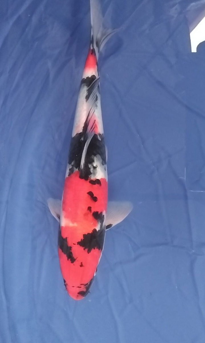 Koi picture