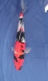 Koi