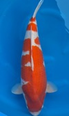 Koi