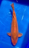 Koi