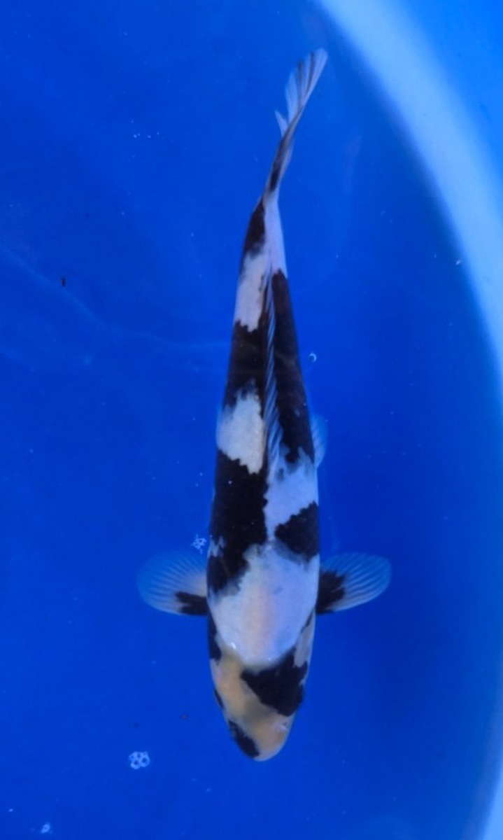 Koi picture
