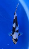 Koi
