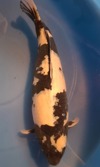 Koi