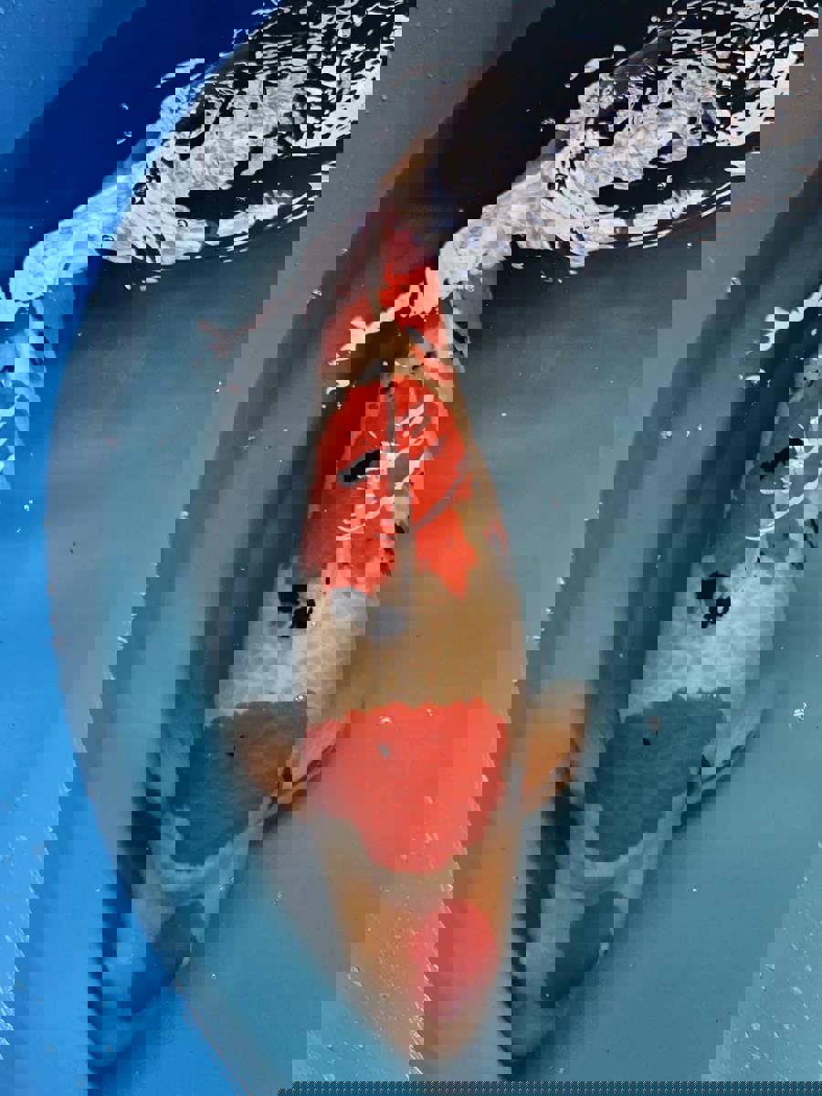 Koi picture