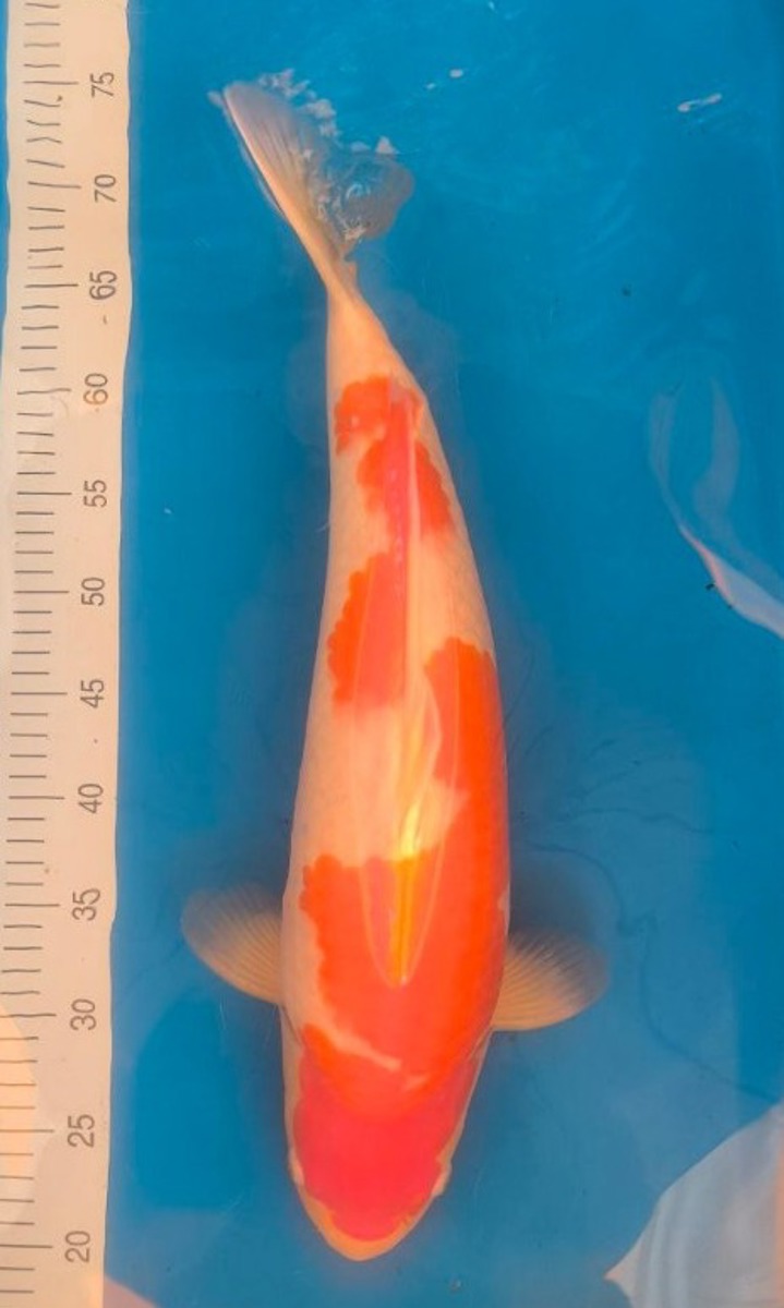 Koi picture