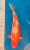 Koi