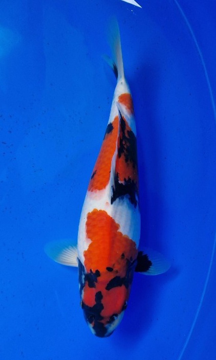 Koi picture